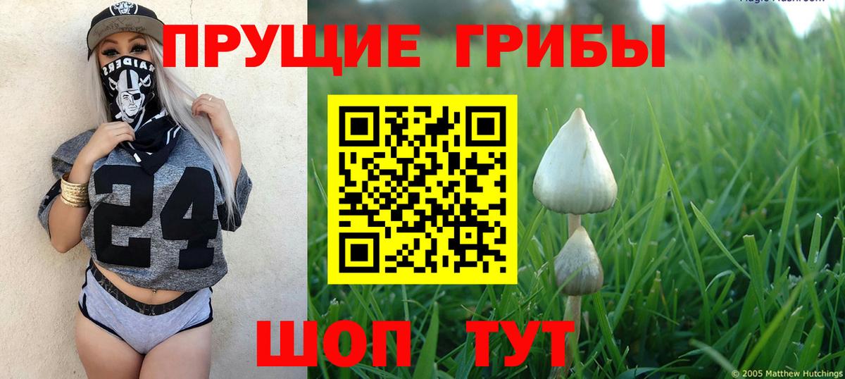 Псилоцибиновые грибы Psilocybe Лесосибирск