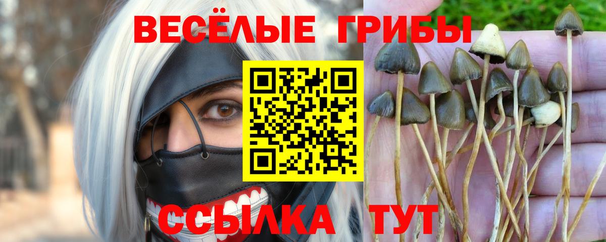 Псилоцибиновые грибы Psilocybe  Лесосибирск 
